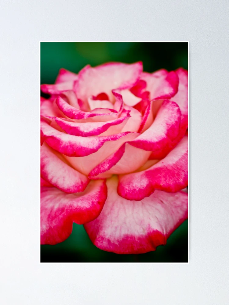 Thumbnail 1 of 3, Poster, Rose designed and sold by Ravi Ghattamaneni.