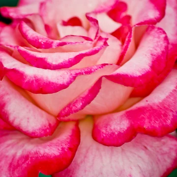 Artwork thumbnail, Rose by Ravi Ghattamaneni