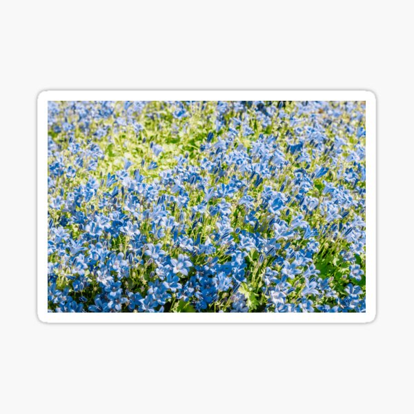 Aperçu de l'œuvre Campanules bleues créée et vendue par elixandre.
