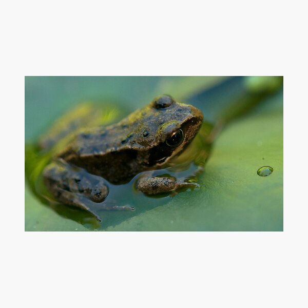 Frog! Photographic Print