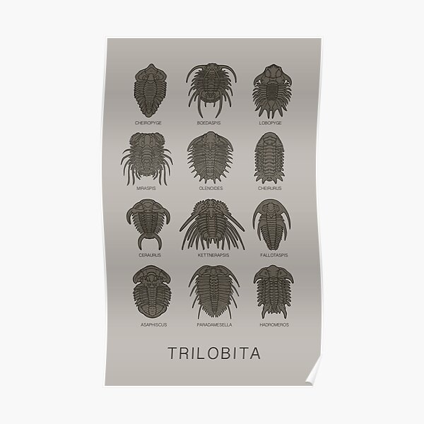 Trilobita Poster