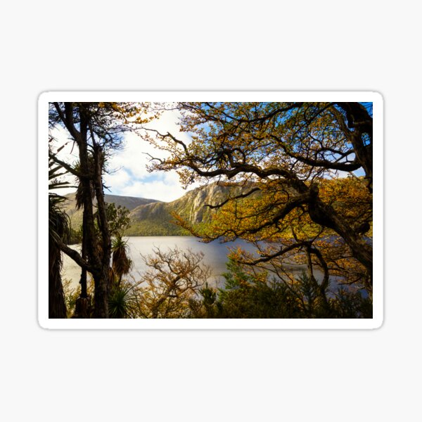 The beautiful Fagus Sticker