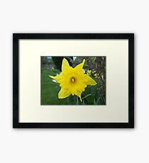Daffodil Framed Print