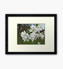 Plum Blossom Framed Print