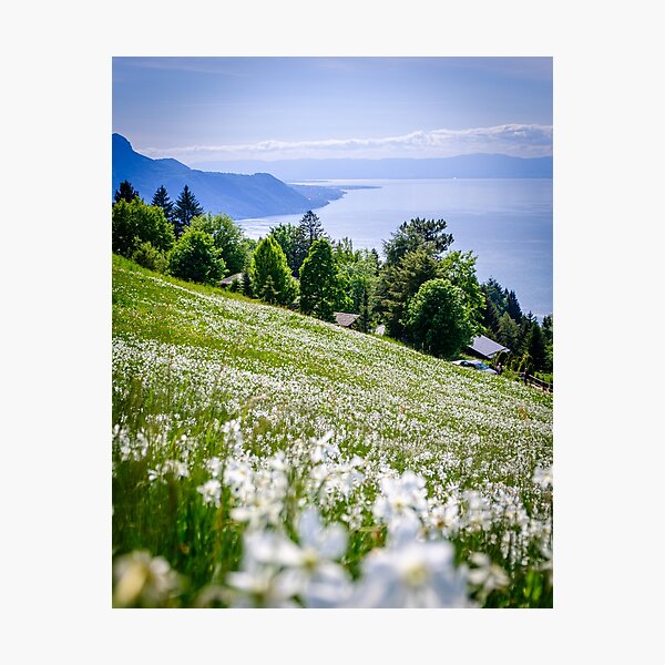 Meadow full of narcissi in Switzerland Photographic Print