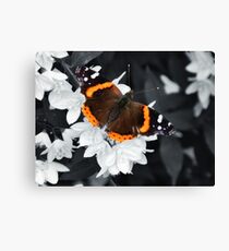 Red Admiral Butterfly Canvas Print