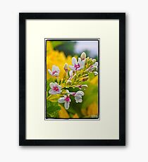 flora Framed Print