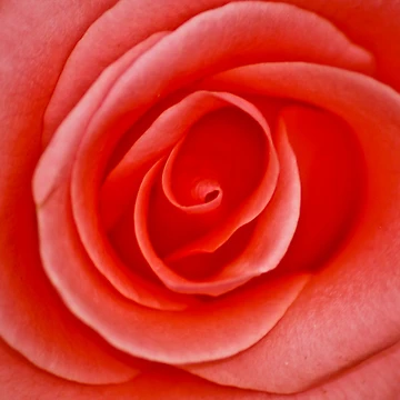 Artwork thumbnail, Rose by Ravi Ghattamaneni
