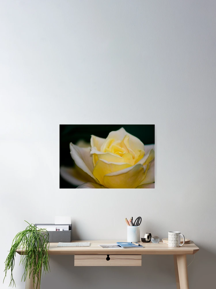 Thumbnail 2 of 3, Poster, Rose designed and sold by Ravi Ghattamaneni.