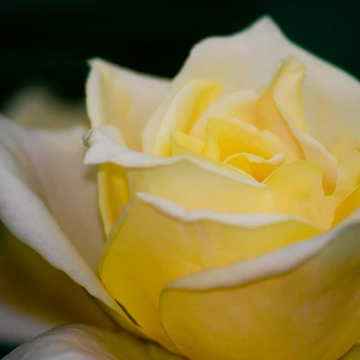 Artwork thumbnail, Rose by Ravi Ghattamaneni