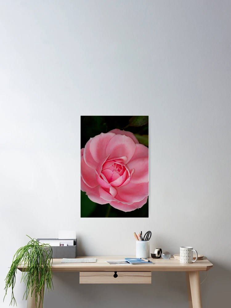 Imagen 2 de 3, Póster con la obra Rose, diseñada y vendida por Ravi Ghattamaneni.