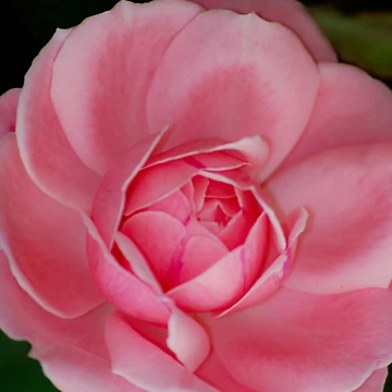 Artwork thumbnail, Rose by Ravi Ghattamaneni