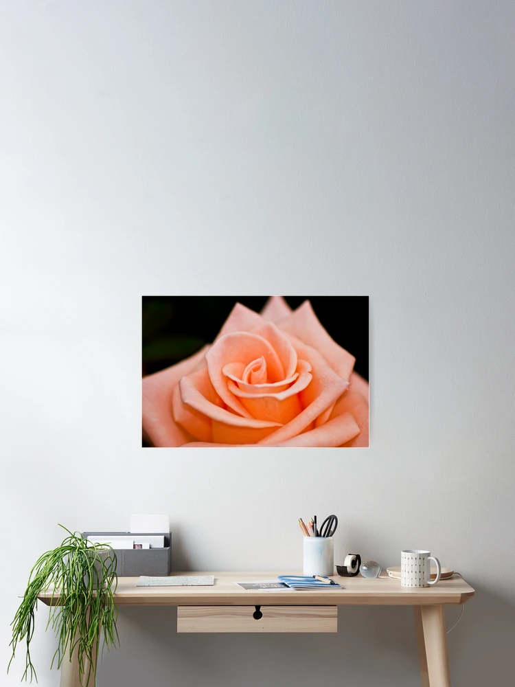 Thumbnail 2 of 3, Poster, Rose designed and sold by Ravi Ghattamaneni.