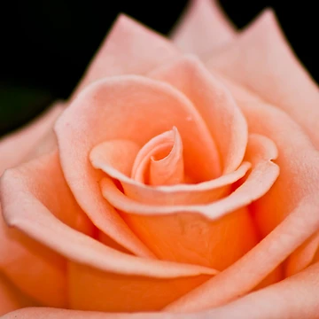 Artwork thumbnail, Rose by Ravi Ghattamaneni