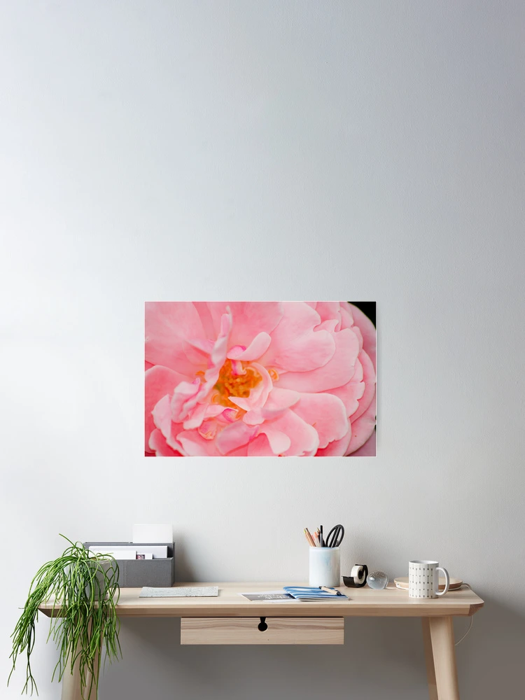 Thumbnail 2 of 3, Poster, Rose designed and sold by Ravi Ghattamaneni.