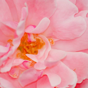 Artwork thumbnail, Rose by Ravi Ghattamaneni