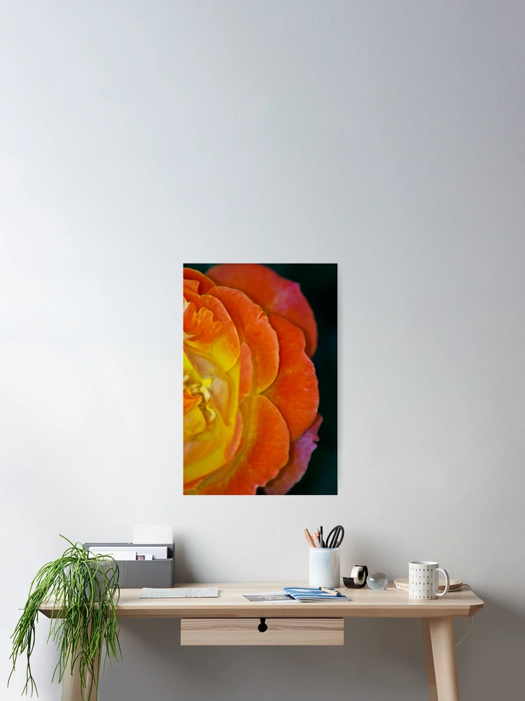 Thumbnail 2 of 3, Poster, Rose designed and sold by Ravi Ghattamaneni.