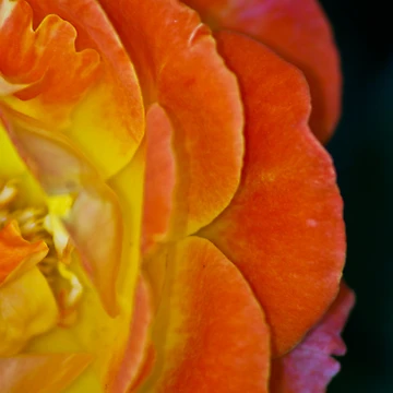 Artwork thumbnail, Rose by Ravi Ghattamaneni