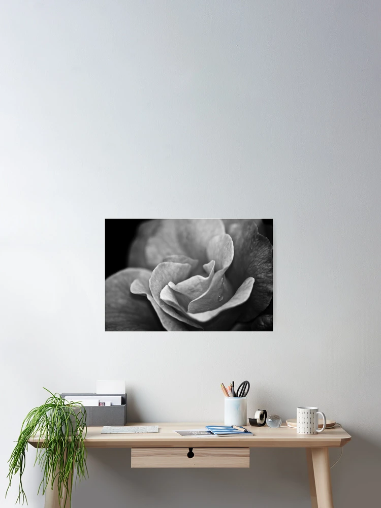 Thumbnail 2 of 3, Poster, Rose designed and sold by Ravi Ghattamaneni.