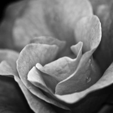 Artwork thumbnail, Rose by Ravi Ghattamaneni