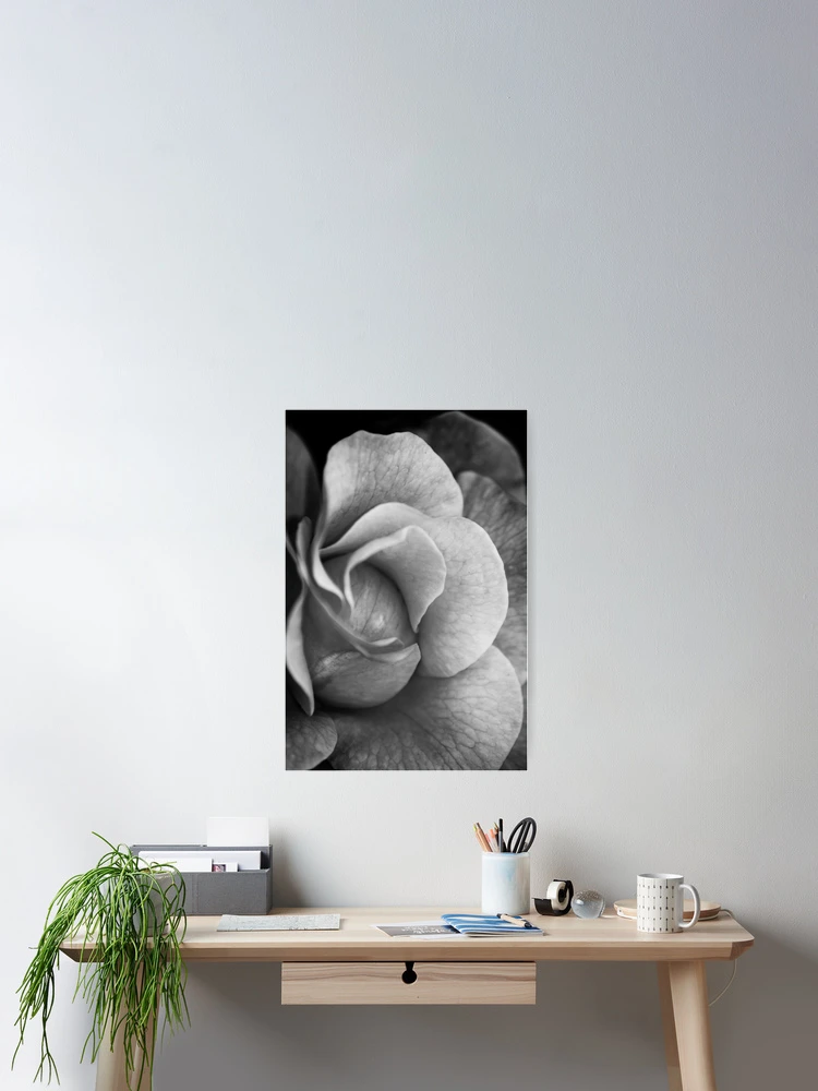 Thumbnail 2 of 3, Poster, Rose designed and sold by Ravi Ghattamaneni.