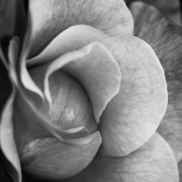 Artwork thumbnail, Rose by Ravi Ghattamaneni
