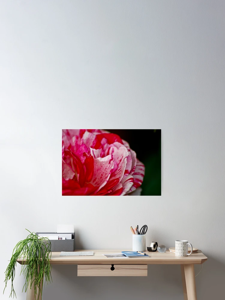 Thumbnail 2 of 3, Poster, Rose designed and sold by Ravi Ghattamaneni.