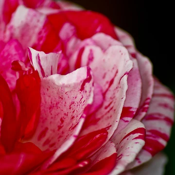 Artwork thumbnail, Rose by Ravi Ghattamaneni
