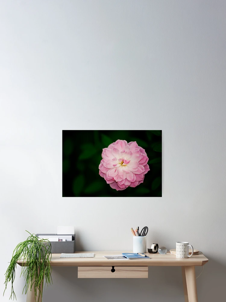 Aperçu 2 sur 3. Poster avec l'œuvre Rose créée et vendue par Ravi Ghattamaneni.