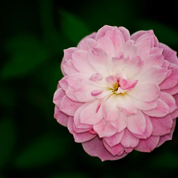 Aperçu de l'œuvre Rose de Ravi Ghattamaneni