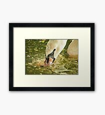 Swan Framed Print
