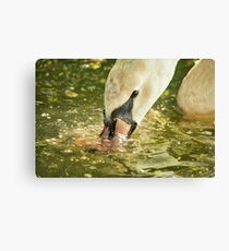 Swan Canvas Print