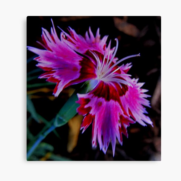 Paint Me With Love Canvas Print