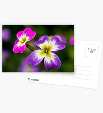 Virginian Stock Postcards