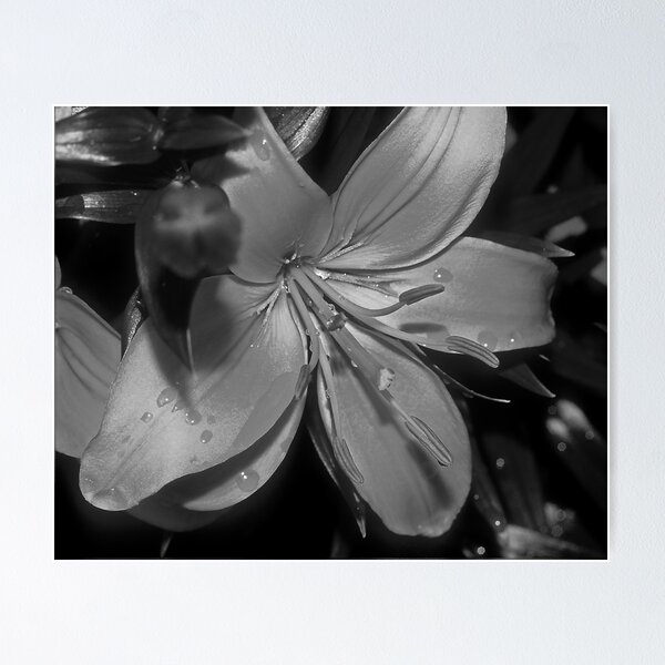 Item preview, Lillies - a beauty in the form 009 designed and sold by Wieslaw Jan Syposz.