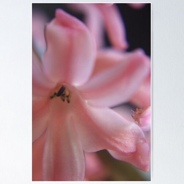 Item preview, Hyacinth Macro 2 designed and sold by Colin Bentham.