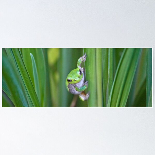 Angry Tree Frog Poster