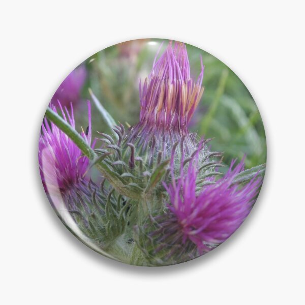 Item preview, Notobasis Syrica or Syrian Thistle designed and sold by taiche.