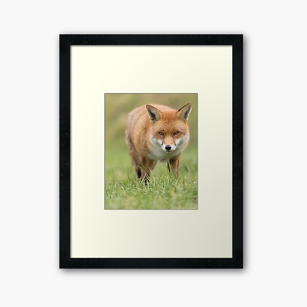 Item preview, Red Fox designed and sold by Sue Dudley.