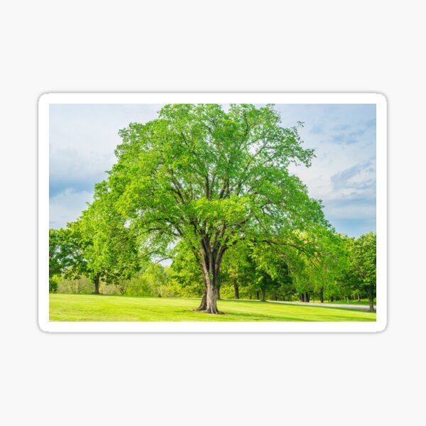 Item preview, Large Elm Tree designed and sold by mljdwhite.