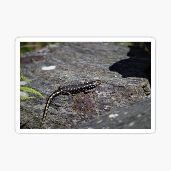 Item preview, Otago Skink designed and sold by Steven Allain.