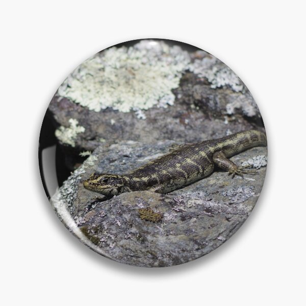 Item preview, Otago Skink designed and sold by Steven Allain.