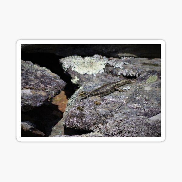 Item preview, Otago Skink designed and sold by Steven Allain.