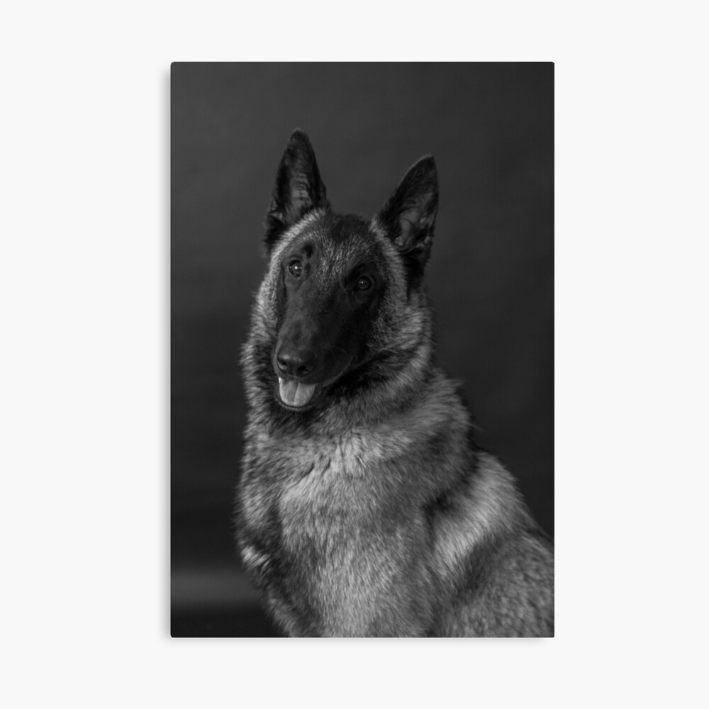 white malinois