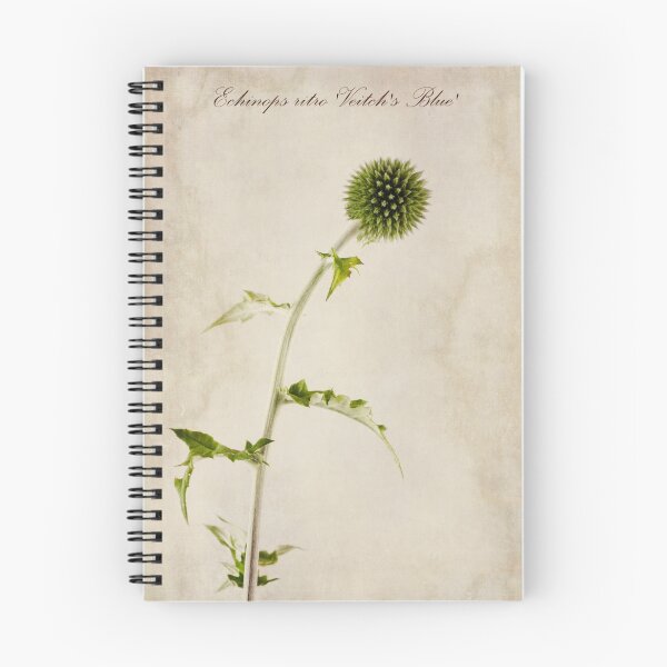 Item preview, Echinops ritro 'Veitch's Blue' designed and sold by Creative by Design.