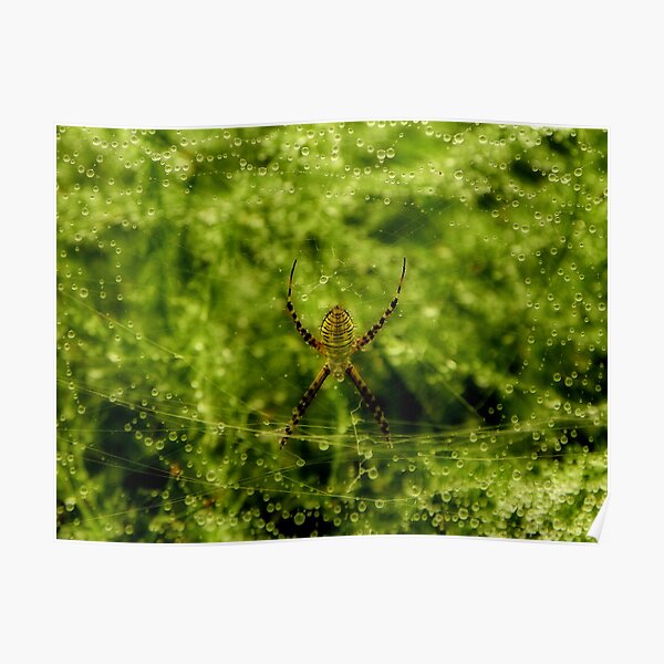 Arachne, the Garden Spider Poster