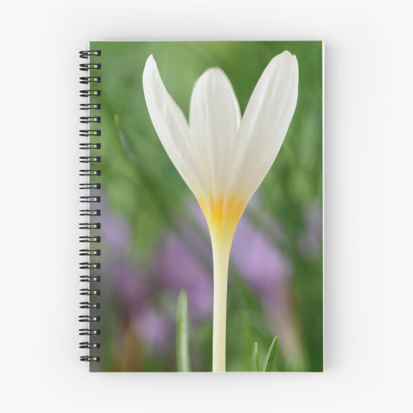 Item preview, Crocus ochroleucus  Autumn flowering crocus  designed and sold by Chris Burrows.