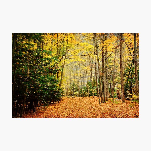 Into the Woods Photographic Print