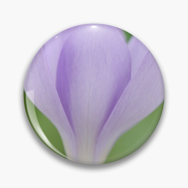 Item preview, Crocus goulimyi   AGM  Autumn flowering crocus designed and sold by Chris Burrows.