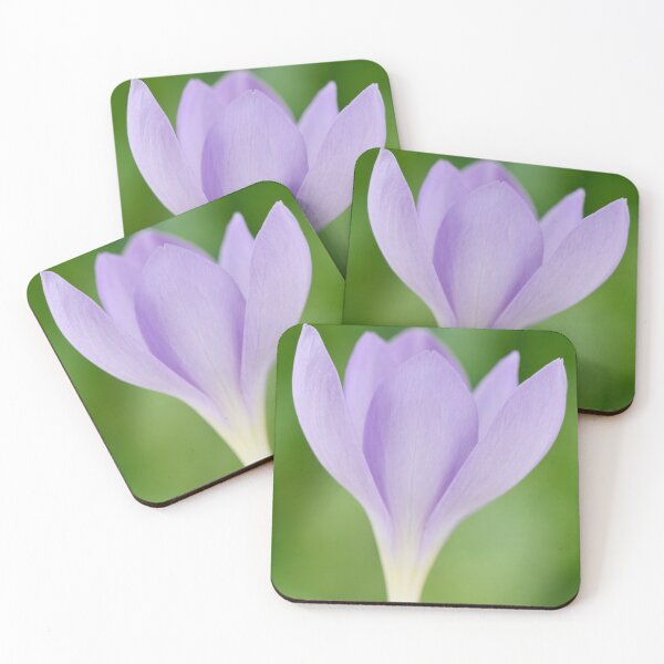 Item preview, Crocus goulimyi   AGM  Autumn flowering crocus designed and sold by Chris Burrows.